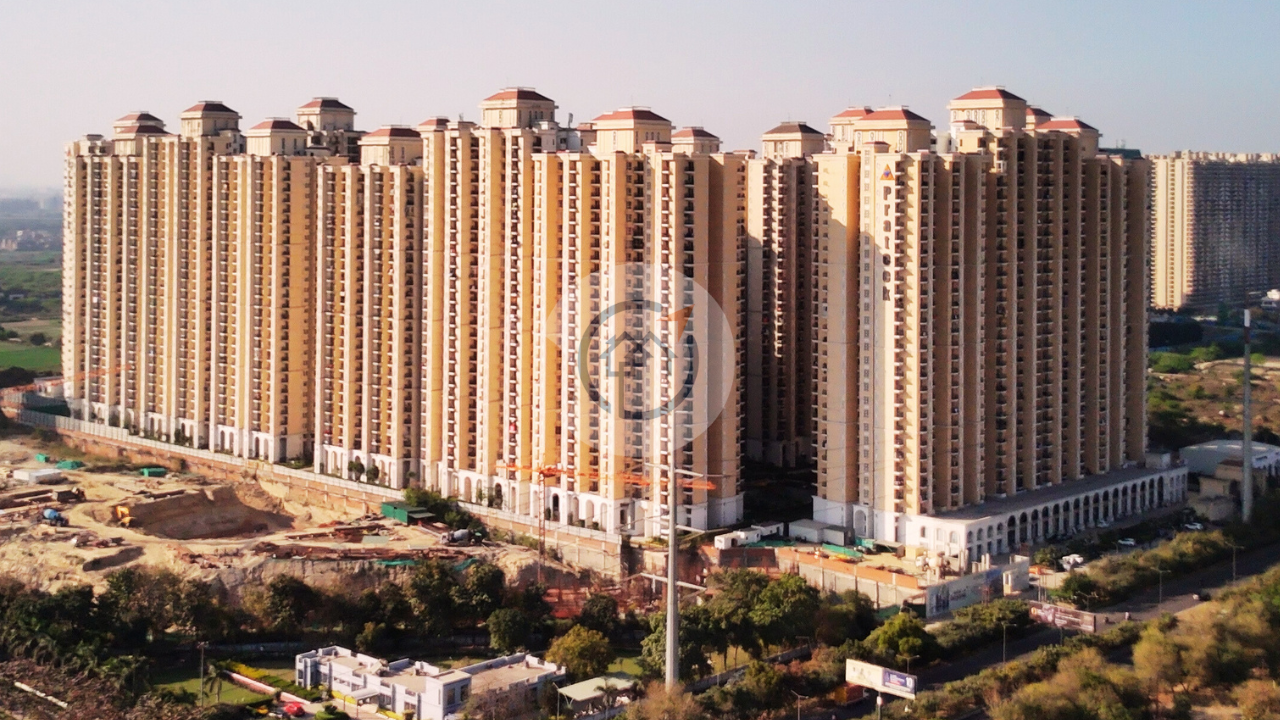 Prateek Grand Begonia
